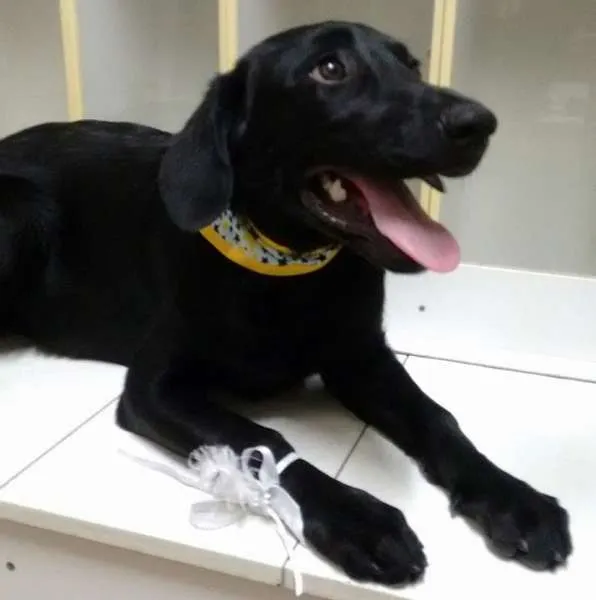 Cachorro ra a SRD idade 7 a 11 meses nome PANTERA