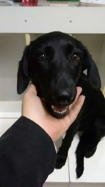 Cachorro ra a SRD idade 7 a 11 meses nome PANTERA
