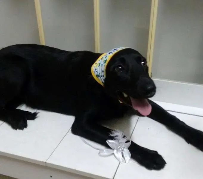 Cachorro ra a SRD idade 7 a 11 meses nome PANTERA