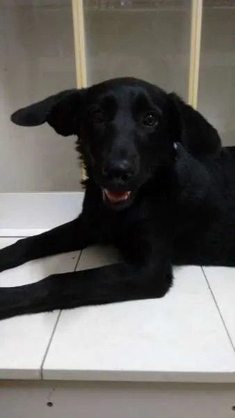Cachorro ra a SRD idade 7 a 11 meses nome PANTERA