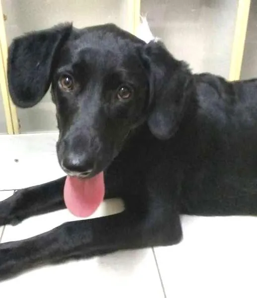 Cachorro ra a SRD idade 7 a 11 meses nome PANTERA