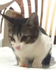Gatinho