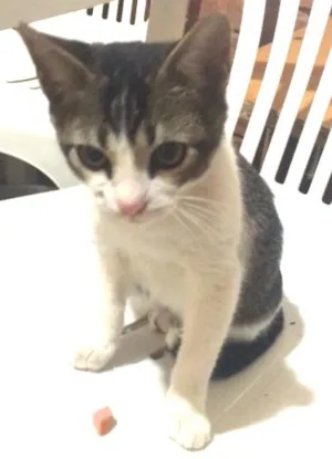 Gato raça Srd idade 2 a 6 meses nome Gatinho 