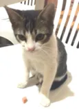 Gatinho