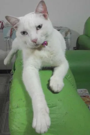 Gato raça  idade 1 ano nome Safira