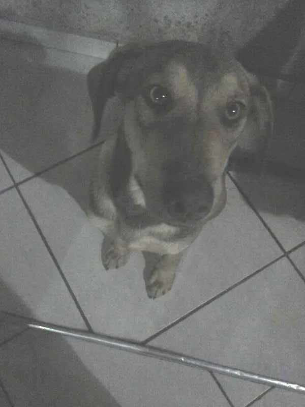 Cachorro ra a Não definida idade 2 a 6 meses nome Benjamin