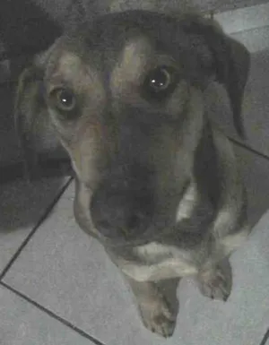 Cachorro raça Não definida idade 2 a 6 meses nome Benjamin