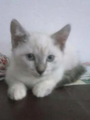 Gato raça ciamez idade Abaixo de 2 meses nome sem nome