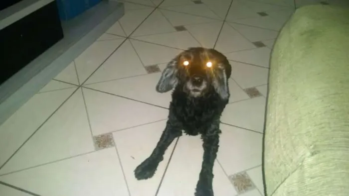Cachorro ra a Cocker idade  nome VEINHA