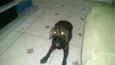 VEINHA