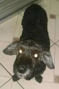 Cachorro raça Cocker idade  nome VEINHA