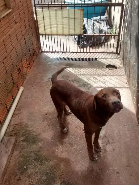 Cachorro ra a pit bull idade 6 ou mais anos nome thor