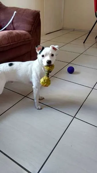 Cachorro ra a Jack Russell idade 6 ou mais anos nome Xaveco GRATIFICA