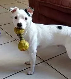 Cachorro ra a Jack Russell idade 6 ou mais anos nome Xaveco GRATIFICA