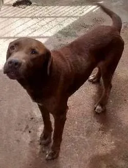 Cachorro raça pit bull idade 6 ou mais anos nome thor