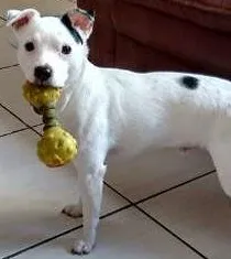 Cachorro ra a Jack Russell idade 6 ou mais anos nome Xaveco GRATIFICA