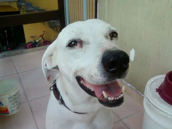 Cachorro ra a dogo argentino idade 6 ou mais anos nome Chico