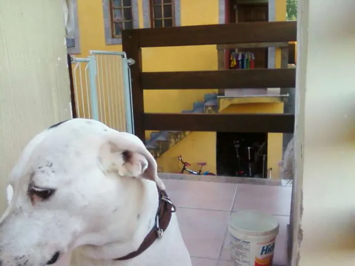 Cachorro ra a dogo argentino idade 6 ou mais anos nome Chico