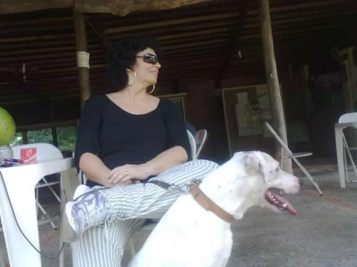 Cachorro ra a dogo argentino idade 6 ou mais anos nome Chico