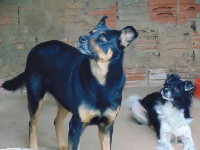 Cachorro ra a Pastor Alemão com vira lata idade 6 ou mais anos nome Billy 