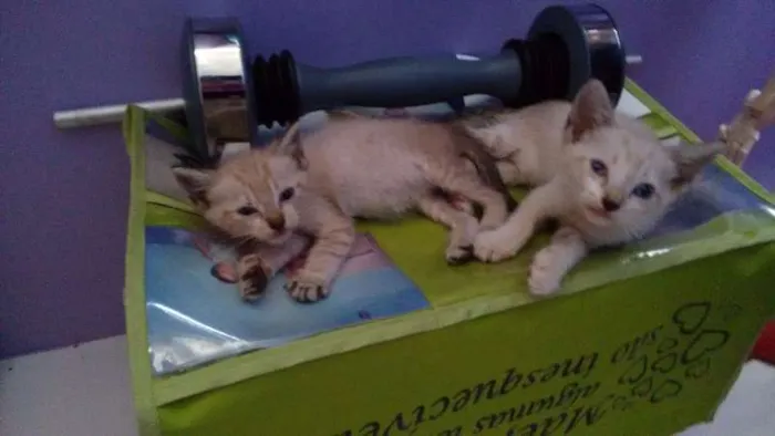 Gato ra a Siamês idade Abaixo de 2 meses nome Salazar e Meredith