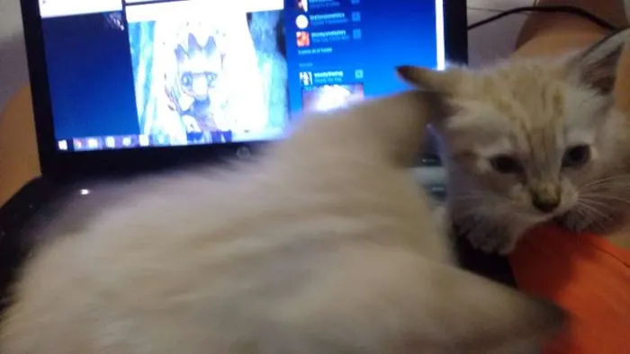 Gato ra a Siamês idade Abaixo de 2 meses nome Salazar e Meredith