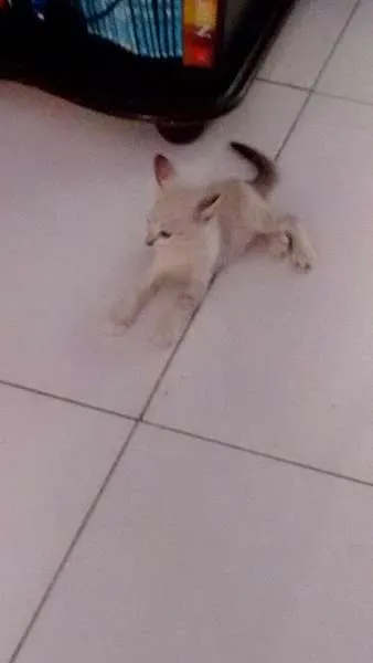 Gato ra a Siamês idade Abaixo de 2 meses nome Salazar e Meredith