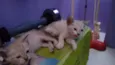 Salazar e Meredith