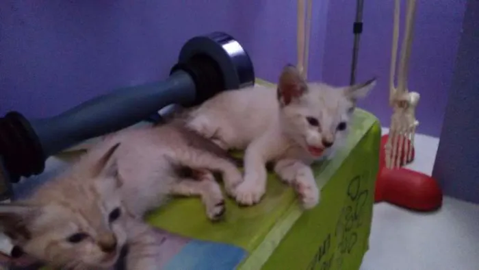 Gato ra a Siamês idade Abaixo de 2 meses nome Salazar e Meredith