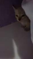 Salazar e Meredith