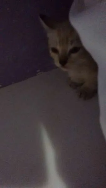 Gato ra a Siamês idade Abaixo de 2 meses nome Salazar e Meredith