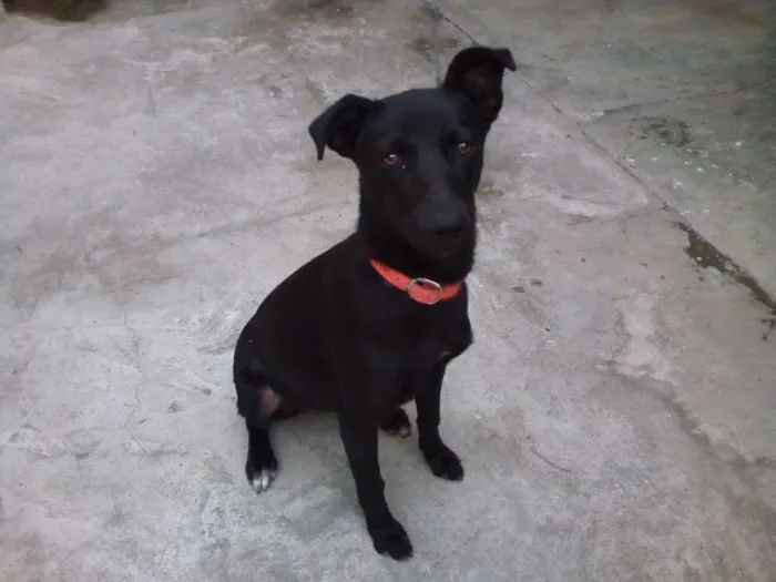 Cachorro raça SRD idade 7 a 11 meses nome Menina