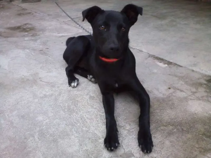 Cachorro raça SRD idade 7 a 11 meses nome Menina