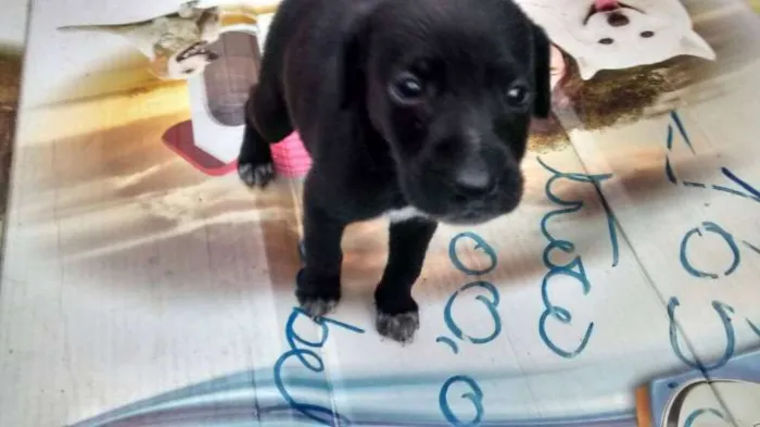 Cachorro raça vira -lata(eu acho) idade Abaixo de 2 meses nome pretinha ,xuxinha