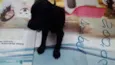 pretinha ,xuxinha
