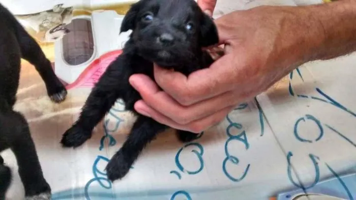 Cachorro raça vira -lata(eu acho) idade Abaixo de 2 meses nome pretinha ,xuxinha