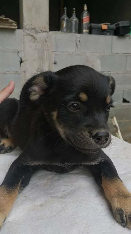 Cachorro ra a indefinida idade Abaixo de 2 meses nome sem nome ainda