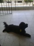 Sasa