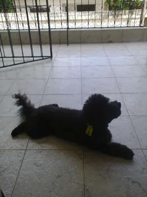 Cachorro raça Poodle idade 3 anos nome Sasa
