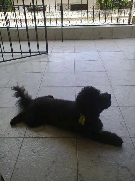 Cachorro ra a Poodle idade 3 anos nome Sasa