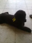 Sasa