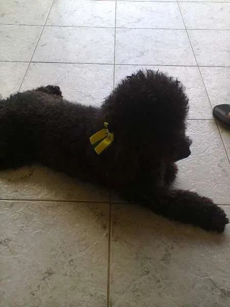 Cachorro ra a Poodle idade 3 anos nome Sasa