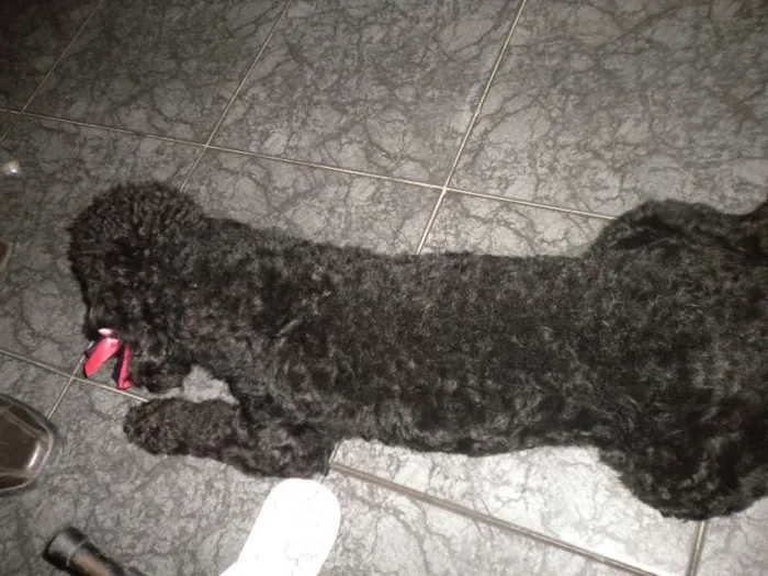 Cachorro ra a Poodle idade 3 anos nome Sasa