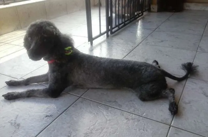 Cachorro ra a Poodle idade 3 anos nome Sasa