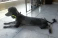 Sasa