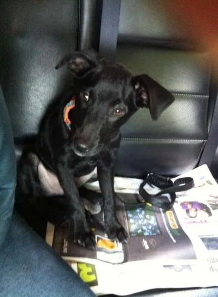 Cachorro ra a Mestiço de Labrador e vira-lata idade 2 a 6 meses nome Nao tem