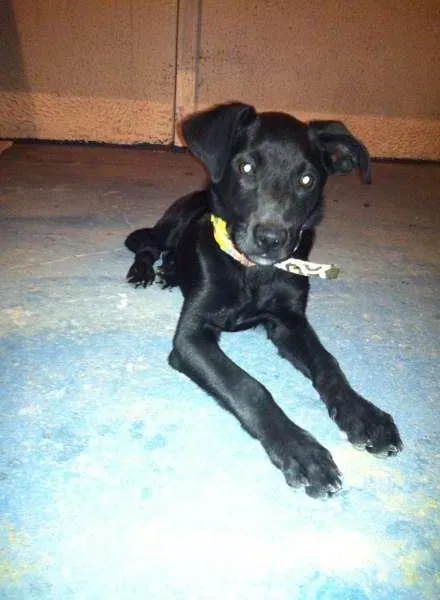 Cachorro ra a Mestiço de Labrador e vira-lata idade 2 a 6 meses nome Nao tem
