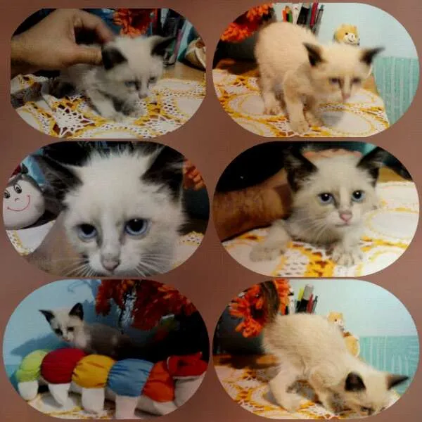 Gato raça gato idade Abaixo de 2 meses nome Lily