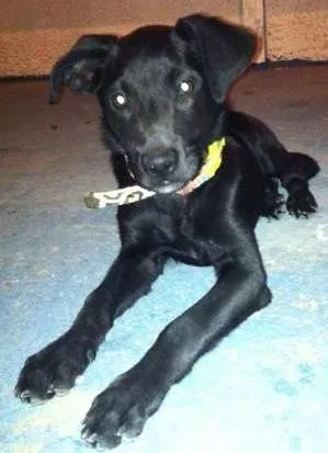 Cachorro ra a Mestiço de Labrador e vira-lata idade 2 a 6 meses nome Nao tem