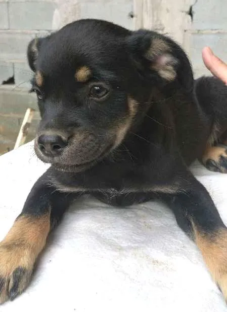 Cachorro ra a indefinida idade Abaixo de 2 meses nome sem nome ainda
